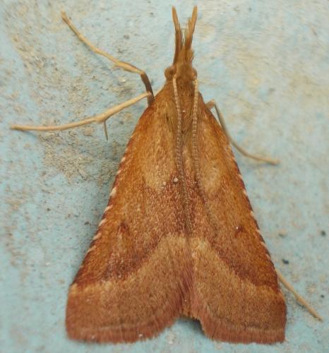 Réf. 288 365 : Synaphe punctalis